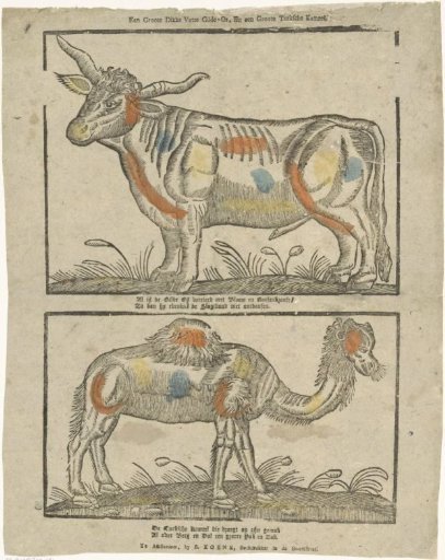 A large, fat, plump guild ox, and a large Turkish camel