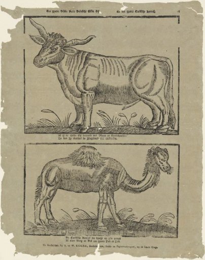 A large, fat, plump Danish guild ox, and a large Turkish camel