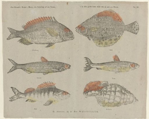 A Gudgeon, Carp, Perch, a Flounder, or a Shad; / It is good food, but who has ever eaten a Horn?