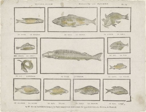 River Fish / Poisson de riviere