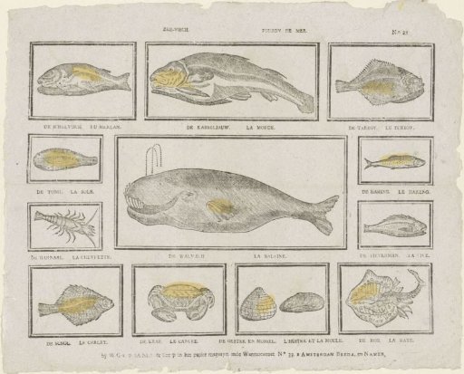 Sea Fish / Poisson de mer