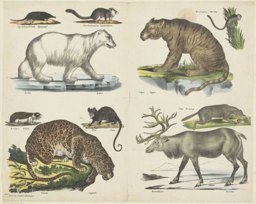 Animals