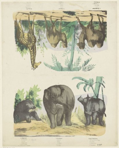 Wild animals