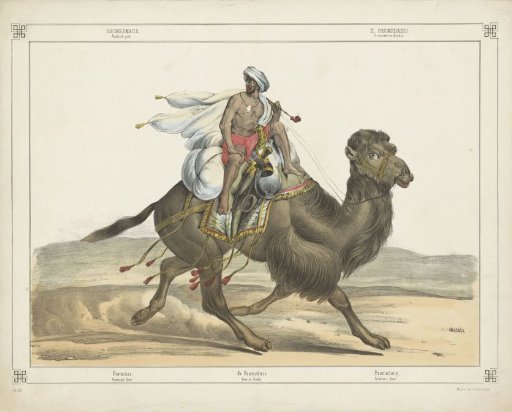 Dromedary, / Arabian Post