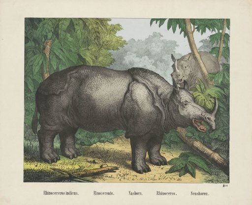 Rhinocereros indicus. / Rinoceronte. / Nashorn. / Rhinoceros. / Neushoren