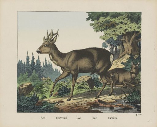 Reh. / Chevreuil. / Roe. / Ree. / Capriulo