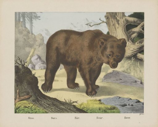 Orso. / Ours. / Bär. / Bear. / Beer