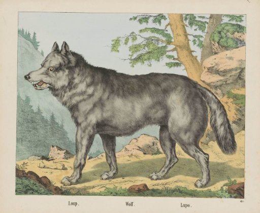 Loup. / Wolf. / Lupo