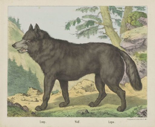 Loup. / Wolf. / Lupo