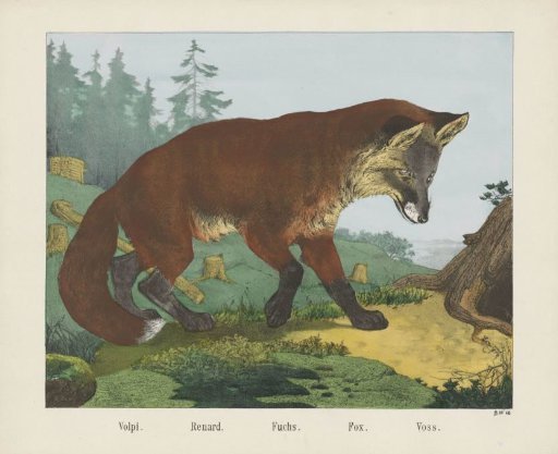 Volpi. / Renard. / Fuchs. / Fox. / Voss