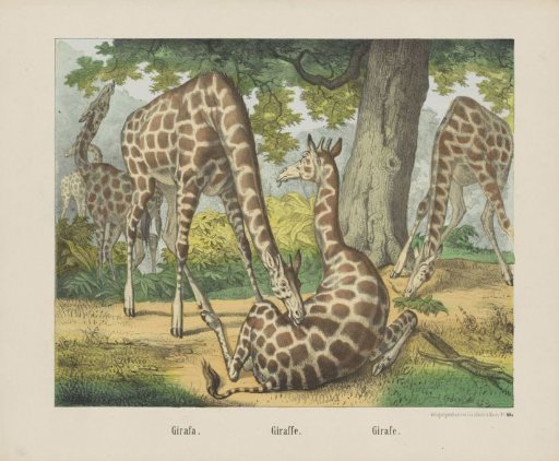 Girafa. / Giraffe. / Girafe