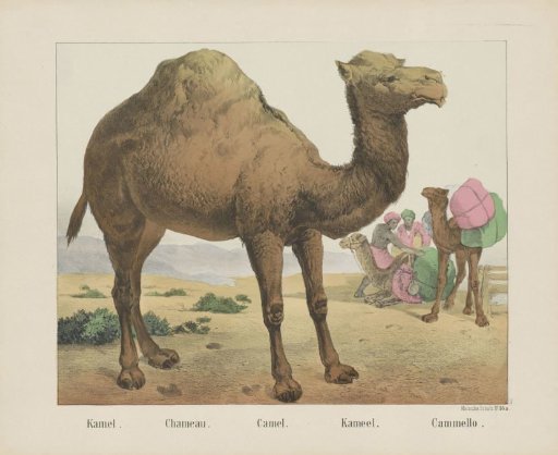 Kamel. / Chameau. / Camel. / Kameel. / Cammello