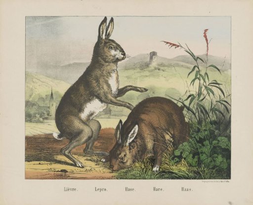 Lièvre. / Lepro. / Hase. / Hare. / Haas