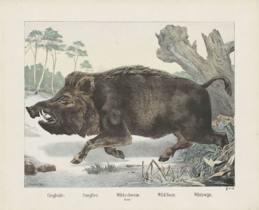 Wild Boar