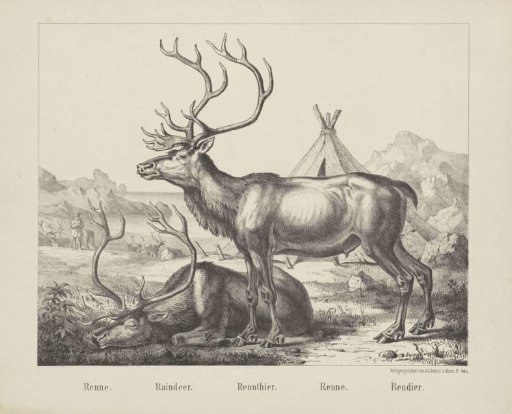 Reindeer