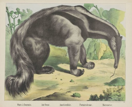 Anteater