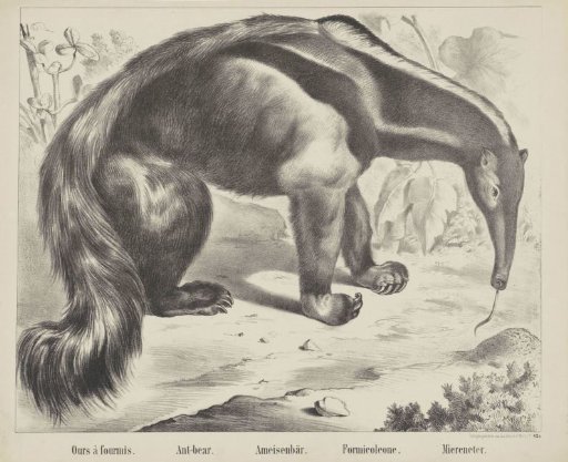 Anteater