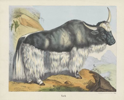 Yak