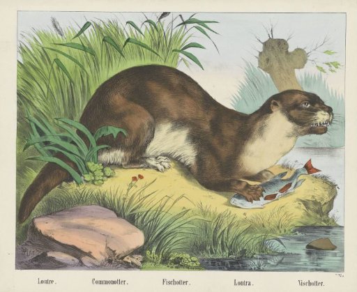 Otter