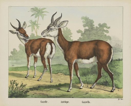Gazelle