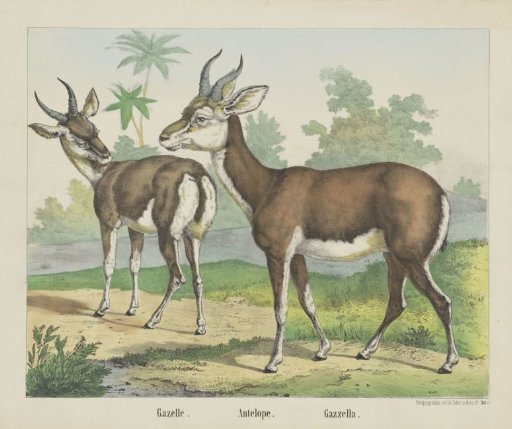 Gazelle