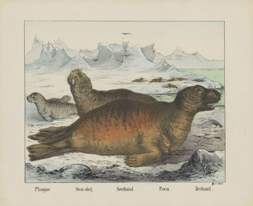 Seal