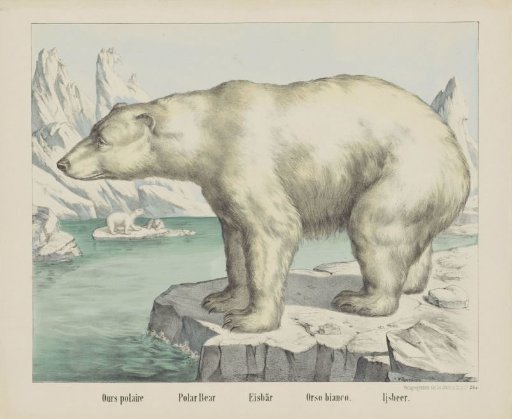 Polar Bear