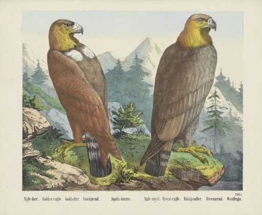 Golden Eagle