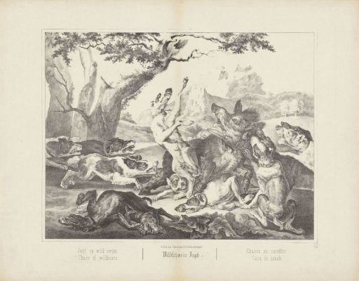 Hunt for wild boars. / Chase of wild boars. / Wildschwein Jagd. / Chasse au sanglier. / Caza de javali