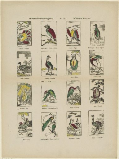 Various birds / Différents oiseaux