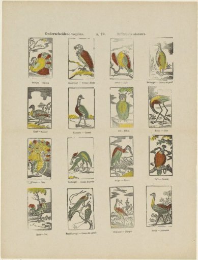 Various birds / Différents oiseaux