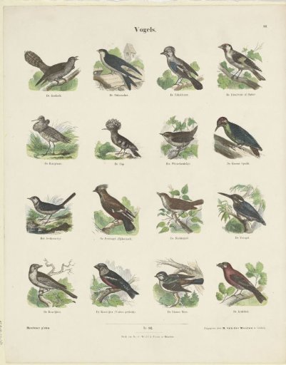 Birds