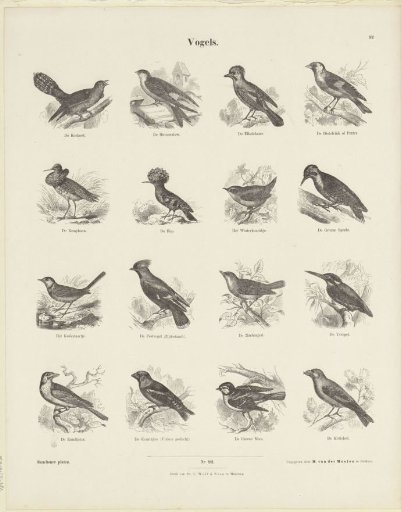 Birds