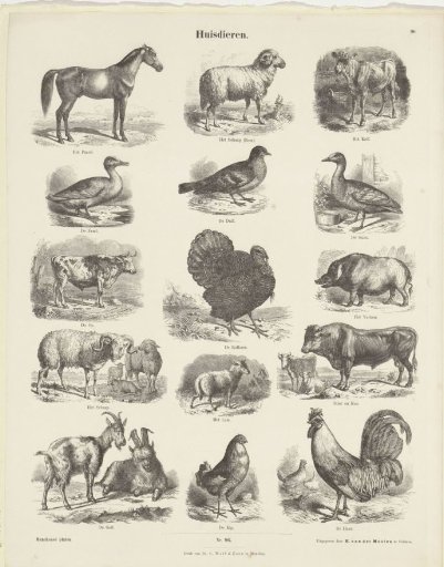 Domestic Animals
