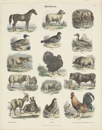 Domestic Animals