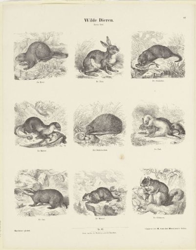 Wild Animals