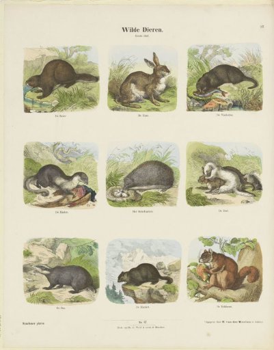 Wild Animals