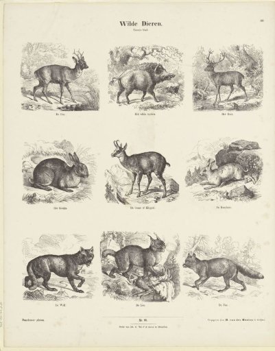 Wild Animals