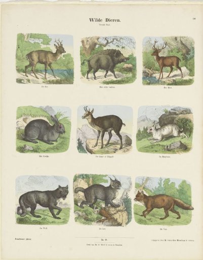 Wild Animals
