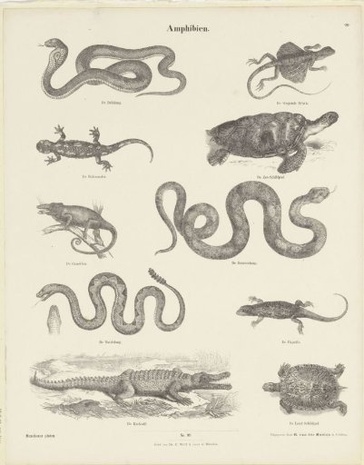 Amphibians