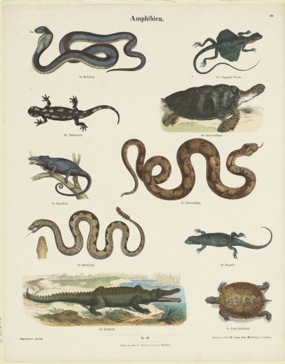 Amphibians