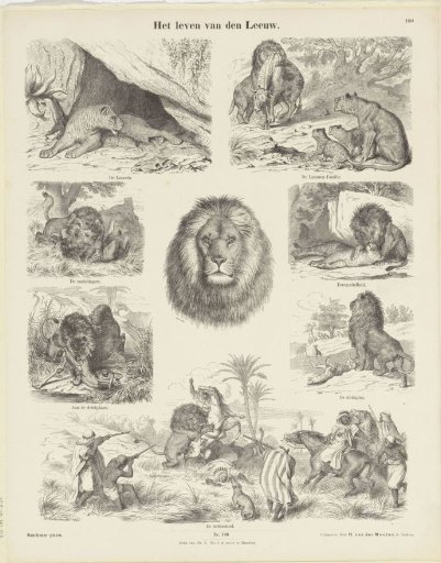 The Life of the Lion