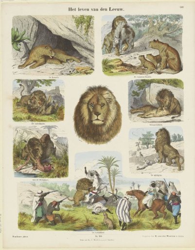 The Life of the Lion