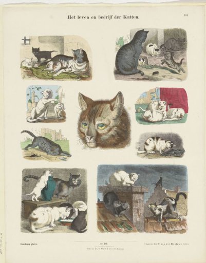 The Life and Business of Cats