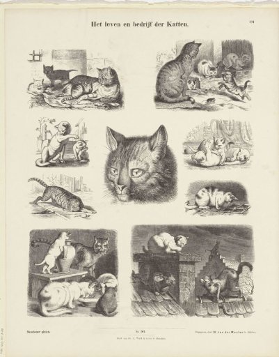The Life and Business of Cats