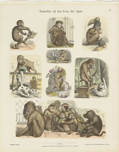 Scenes from the Life of Apes