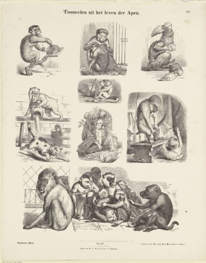 Scenes from the Life of Apes