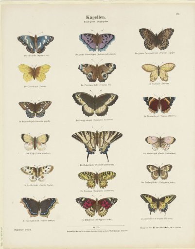 Butterflies