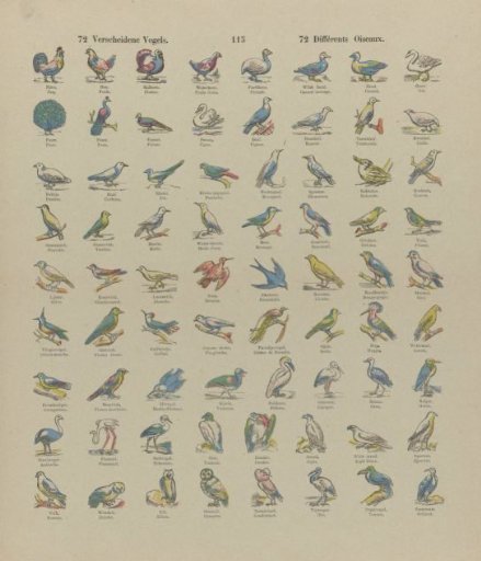72 Various Birds / 72 Différents oiseaux