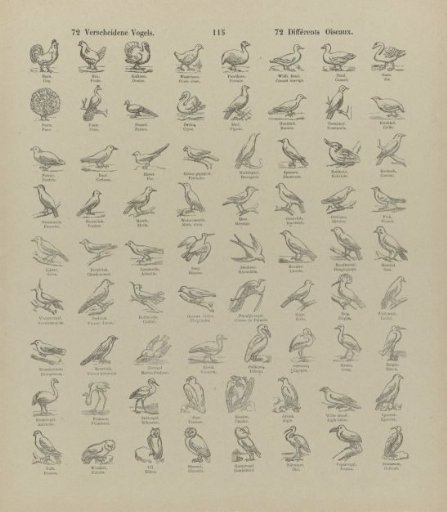 72 Various Birds / 72 Différents oiseaux